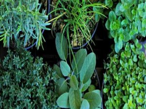 Erbe officinali