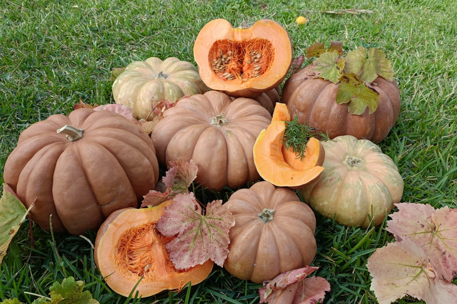 zucca_aperte_1