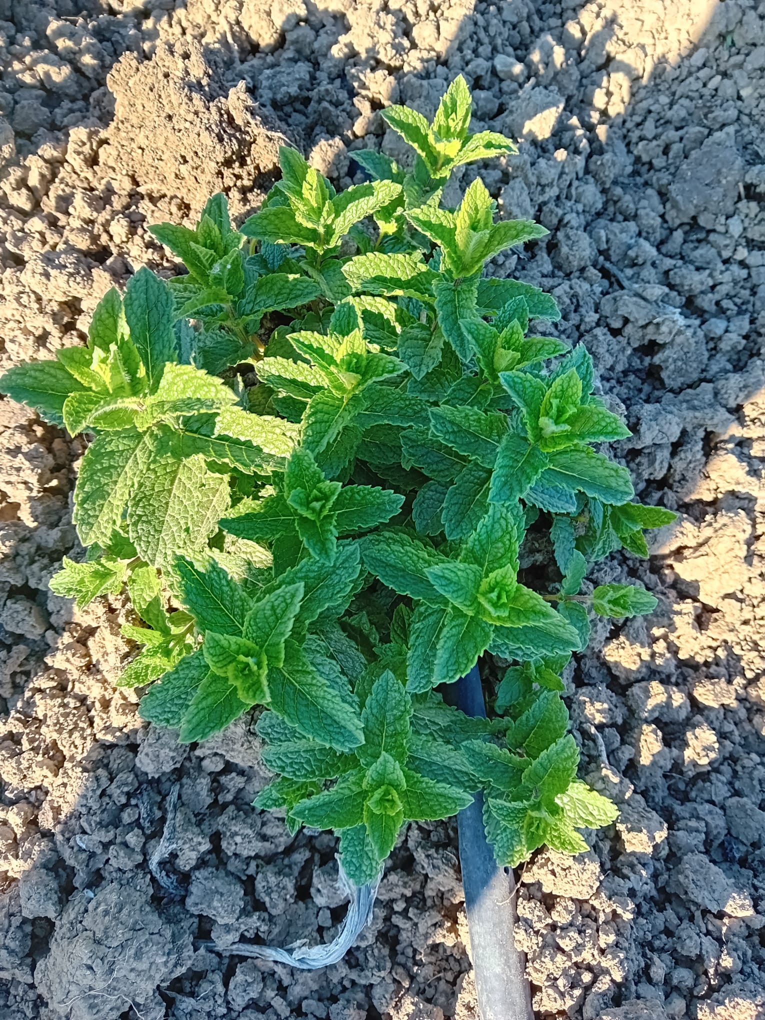 erbe_aromatiche_2
